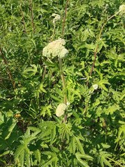 Filipendula stepposa