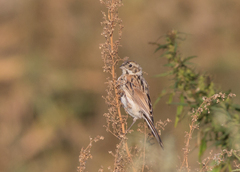 Emberiza schoeniclus