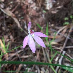 Caladenia