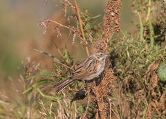 Emberiza schoeniclus