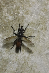 Cylindromyia