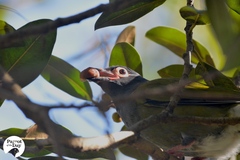 Sphecotheres vieilloti