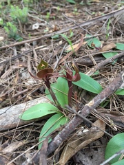 Chiloglottis