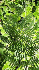 Athyrium
