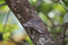 Hamadryas