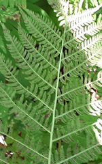 Athyrium