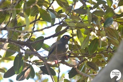 Sphecotheres vieilloti