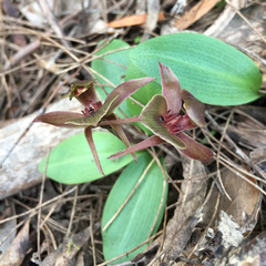 Chiloglottis