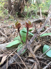 Chiloglottis