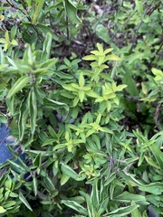 Origanum vulgare