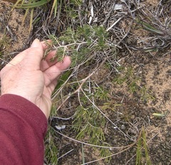 Asparagus lignosus