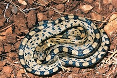 Zamenis scalaris