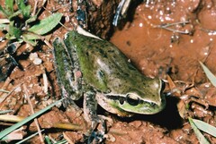 Hyla meridionalis