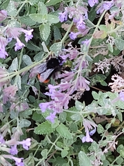 Bombus lapidarius