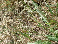 Chorthippus dorsatus