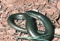 Chalcides striatus