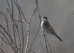 Emberiza schoeniclus