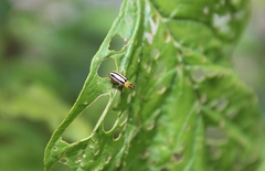 Disonycha glabrata