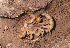 Buthus occitanus