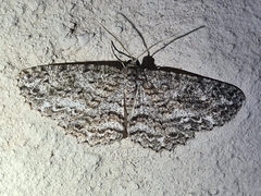 Ectropis fractaria