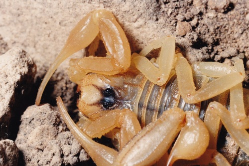 Common Yellow Scorpion, photo 9 of 10