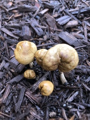 Agrocybe