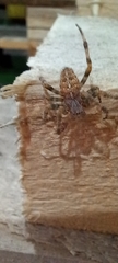 Araneus diadematus