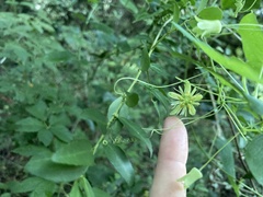 Passiflora lutea