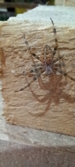 Araneus diadematus