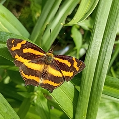 Symbrenthia niphanda