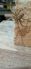 Araneus diadematus