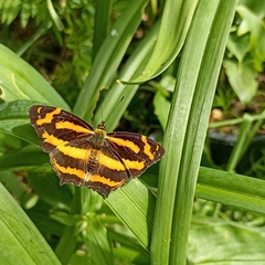 Symbrenthia niphanda