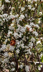 Leucopogon microphyllus microphyllus