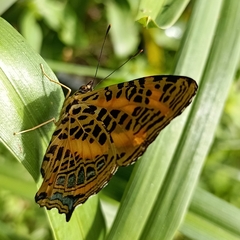 Symbrenthia niphanda