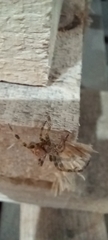 Araneus diadematus