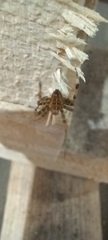 Araneus diadematus