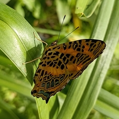 Symbrenthia niphanda