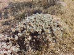 Astragalus arnacantha