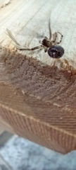 Zygiella x-notata