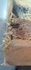 Zygiella x-notata