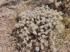 Astragalus arnacantha