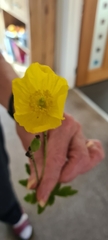 Papaver cambricum