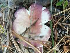 Russula cyanoxantha