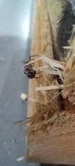 Zygiella x-notata