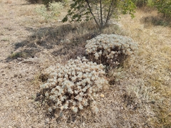 Astragalus arnacantha