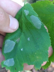Phyllonorycter coryli