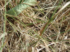 Chorthippus dorsatus