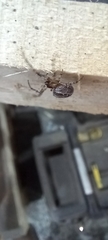 Zygiella x-notata