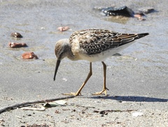 Calidris himantopus