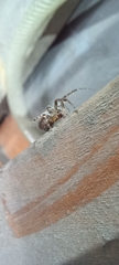 Zygiella x-notata